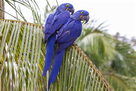 Popularity Of Hyacinth Macaws Puts Mesmerizing Birds At Risk