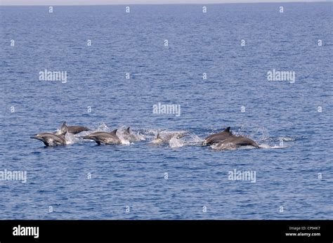 Spinner Dolphin Stenella Longirostris Pod Swimming At Surface The