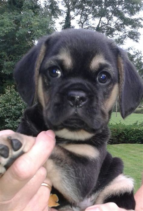 » puggle puppies for sale | professional dog breeders. For Sale f2 Puggle puppy | Stoke On Trent, Staffordshire ...