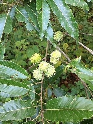 A study from the 1960s by sullivan & young compared the nutritional quality of sawtooth oak acorns to 8 common native oak species and found sawtooth lagged. 100 SAWTOOTH OAK Acorns For Seed - $13.00 | PicClick
