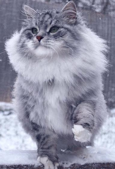 Siberian Cat Astera Jabari Catsbreedschart Beautiful Cats Gorgeous