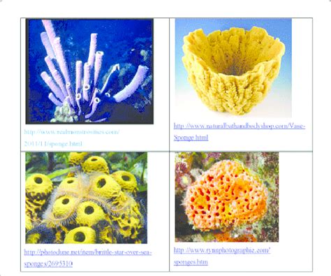 Photos of various sponges. Sponges are animals of the phylum Porifera