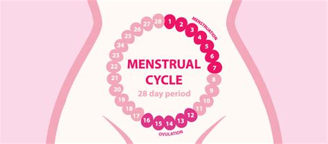 Irregular Menstrual Cycle Ovulatory Disorder Mph Ivf Center