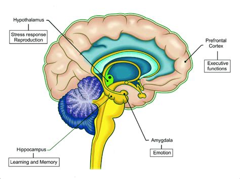 Effects Of Sex Hormones On Different Brain Areas Besides Influencing