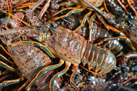 Spiny Lobster Season