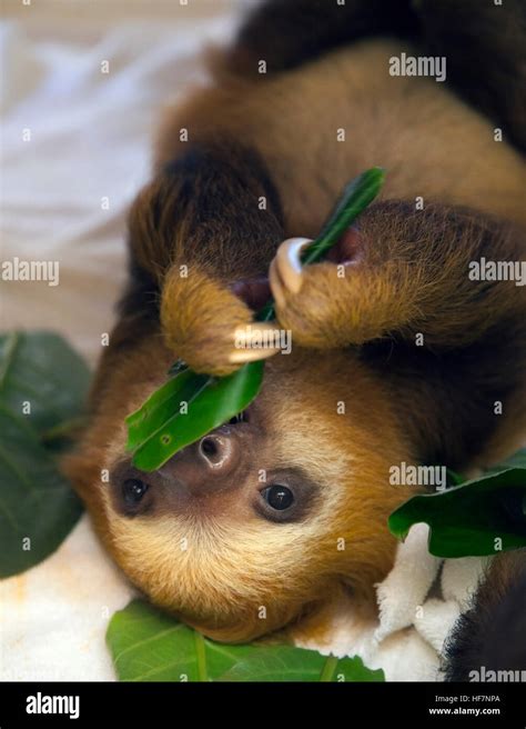 Sloth Refuges Hi Res Stock Photography And Images Alamy