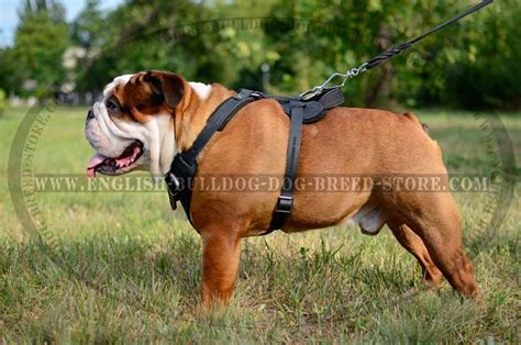 Justine lee you may have seen the bumper sticker help me be the type of person my dog thinks that i am… helping your bulldog live a long time. Super Popular English Bulldog Leather Dog Harness for ...