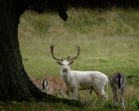 White Fallow Deer 11 Photograph By Inerro Land Fine Art America