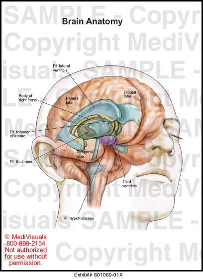 Brain Anatomy Medical Illustration Medivisuals