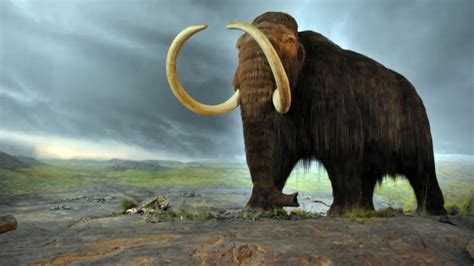 4 Key Differences Between Mammoths And Mastodons Curb Earth