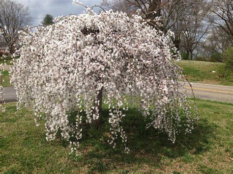 A dwarf weeping cherry tree is small and does not grow messy fruits. Weeping Yoshino Flowering Cherry | Boyd Nursery Company