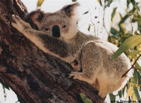 48 Cute Koala Wallpaper Wallpapersafari