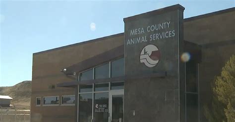 Mesa County Animal Services Offering Vouchers To Spay And Neuter Pets