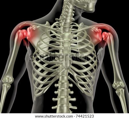 It can help you understand our world more detailed and specific. Shoulder Anatomy Stock Photos, Images, & Pictures | Shutterstock