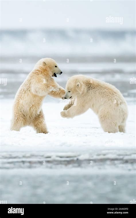 Polar Bear Cubs Ursus Maritimus In Kaktovik Alaska In The Arctic