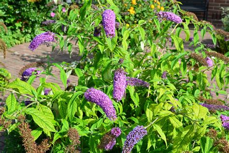 The buddleja davidii (schmetterlingsflieder, sommerflieder) in the garden are in full bloom and this year the butterflies are back (pics coming later) hbw! Sommerflieder bekommt gelbe Blätter » Woran liegt's?