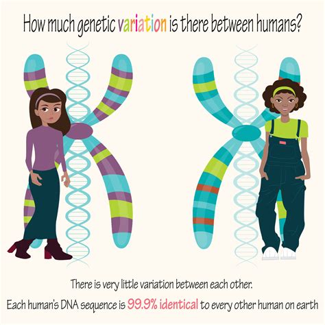 Human Genetic Variation Between Women 7165601 Vector Art At Vecteezy