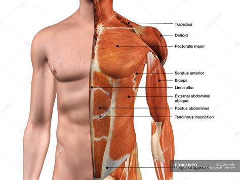 Muscles Of Torso Male Shoulder And Chest Muscles Labeled Chart On Sexiz Pix