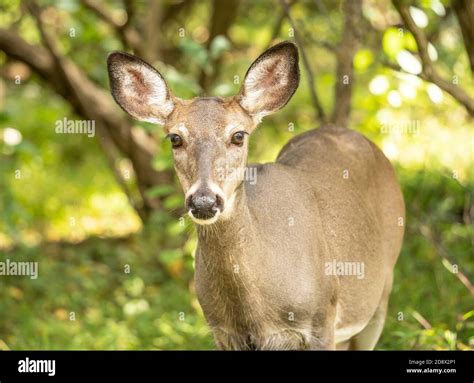 Deer Looking Into Camera Hi Res Stock Photography And Images Alamy