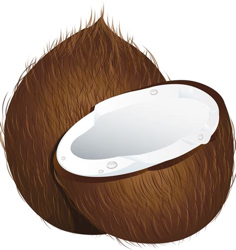 We offer you for free download top of png coconut tree pictures. Coconuts clipart - Clipground