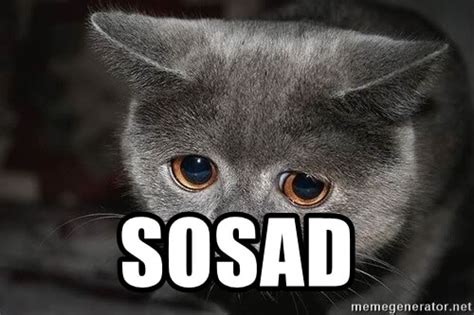 20 Sad Cat Memes That Are Too Cute For Words Cats My Life