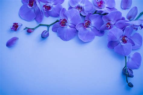 Purple Orchid Flowers Wallpapers Top Free Purple Orchid Flowers