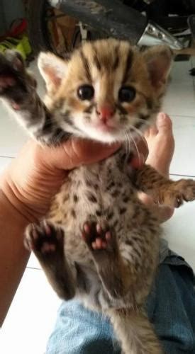 Kucing hutan kalimantan, 2,5 bulan, rp 400.000. JUAL 8+ kucing hutan blacan kisaran harga Rp 775ribu ...