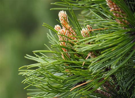 Dwarf Mugo Pine For Sale Buying Growing Guide Trees