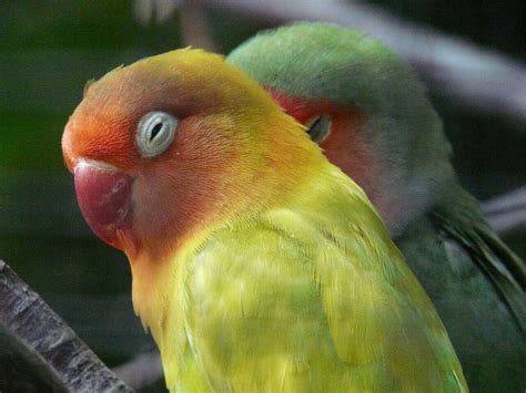 Rosy Faced Lovebirds Use Human Innovations To Keep Cool In Arizona Heat