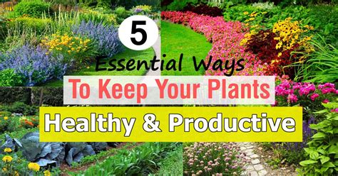 Certain species may be easier than others to propagate. 5 Essential Ways To Keep Your Plants Healthy & Productive ...