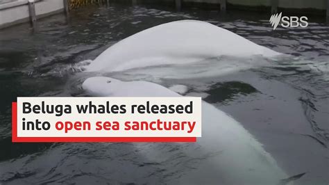 Beluga Whales Released Into Worlds First Open Sea Sanctuary Sbs News