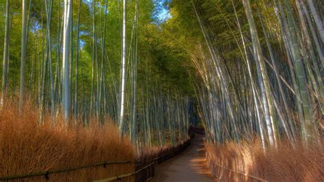 Pathway Between Bamboo Trees Hd Nature Wallpapers Hd