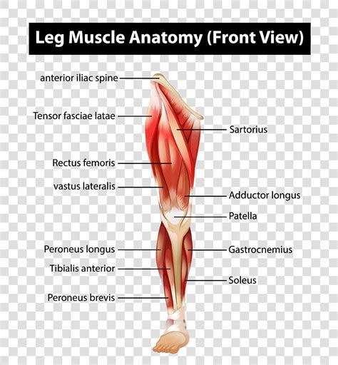 Leg Muscles Diagram Legs Muscle Chart Front Anatomy Your Fingertips