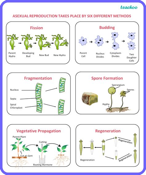 [biology class 10] what is sexual reproduction overview advantages