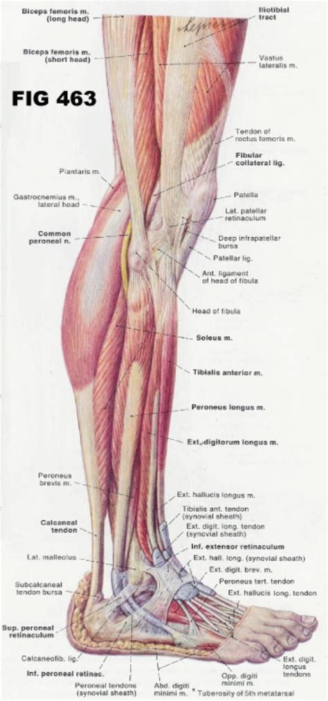 The lower body has muscles in 8 major areas. Pin on Anatomy