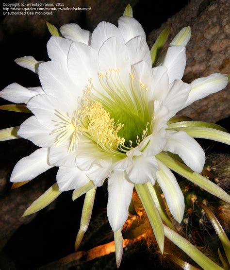 Maybe you would like to learn more about one of these? PlantFiles Pictures: Echinopsis Species, Easter Lily ...