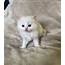 Ragdoll Kittens Available For Sale Now  Petclassifiedscom