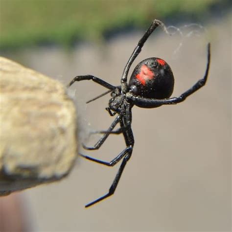 Although deaths are uncommon, there have been at least 10 official recorded fatalities. Latrodectus Mactans - Southern Black Widow - USA Spiders