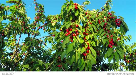 The best staking system available! Red Cherry Fruit At Tree Branch Lizenzfreie Videos | 8146269