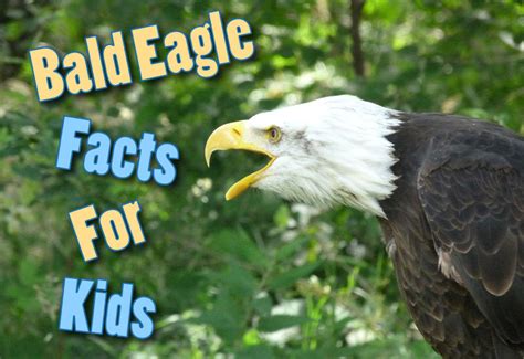 Bald Eagle Facts For Kids Information Pictures And More