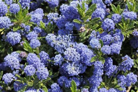Established plants grow well with only periodic deep. California Lilac Growing: Where To Plant California Lilac ...