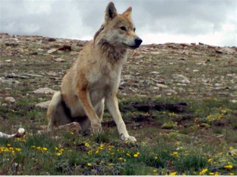 Recognise Himalayan Wolf As A Distinct Species Study