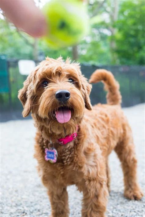We did not find results for: How Much Does a Goldendoodle Puppy Cost? A Price Breakdown