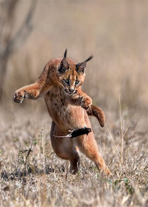 This is wild cat as a kat :):) 10064241. 13 Facts about The Cutest Species " Caracal Cat " - Cats ...