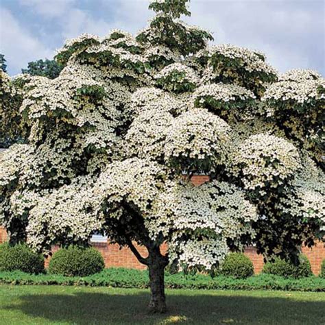 This cultivar is known for its large edible fruit. Árboles ornamentales: Cornejo de Japón (Cornus Kousa ...