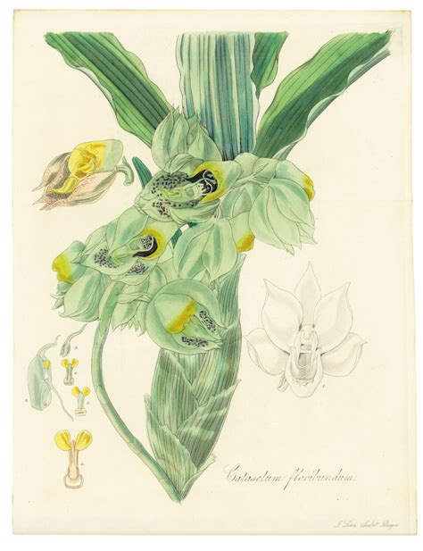 Hooker William Jackson Sir 1785 1865 Exotic Flora Edinburgh