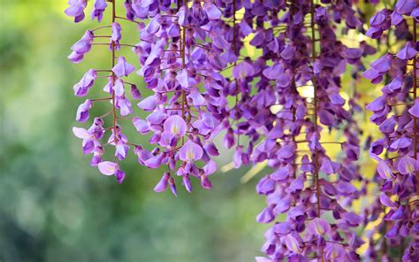 Wisteria Hd Hd Desktop Wallpapers 4k Hd