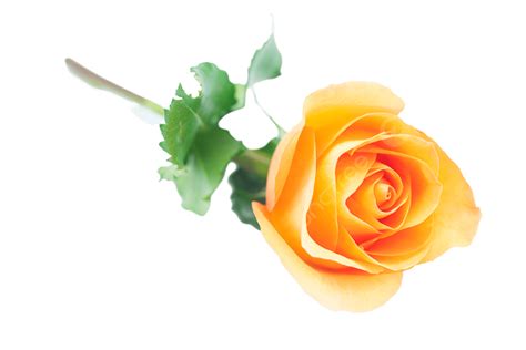 Beautiful Orange Rose Isolated On White White Season Plant Temperate