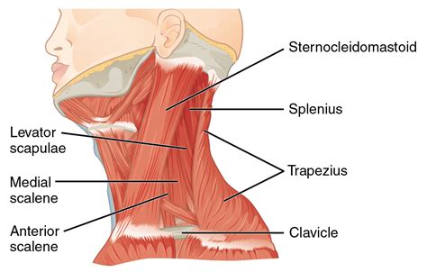 Human muscles enable movement it is important to understand what they do in order to diagnose sports injuries and. MIO Therapy | Neck Spasm Guide