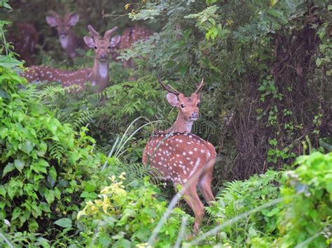 Herd Of Female Red Spotted Deers In Chitwan National Park Jungle In